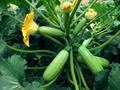 summer squash